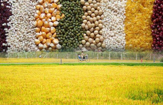 空氣能熱泵烘干機助力自動化農業(yè)發(fā)展，空氣能糧食烘干機十大優(yōu)點